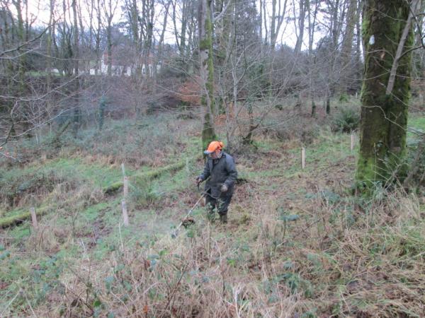Clearing the undergrowth, 16th January 2014